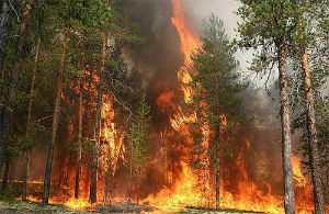 Пожары в лесу