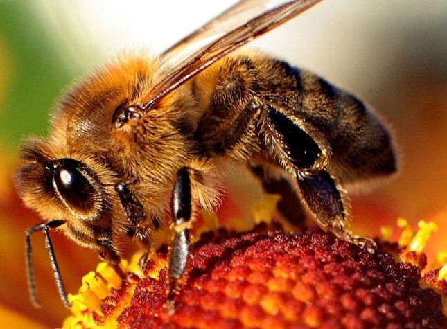 pszczola-wiki-giz-660x494