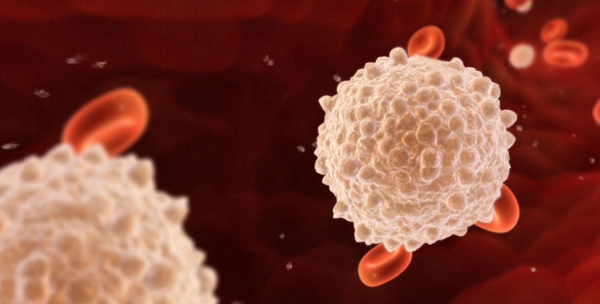do-white-blood-cells-make-anti-bodies-or-antigens