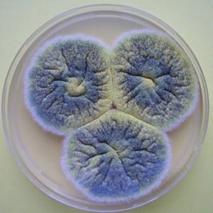 микроскопические грибы